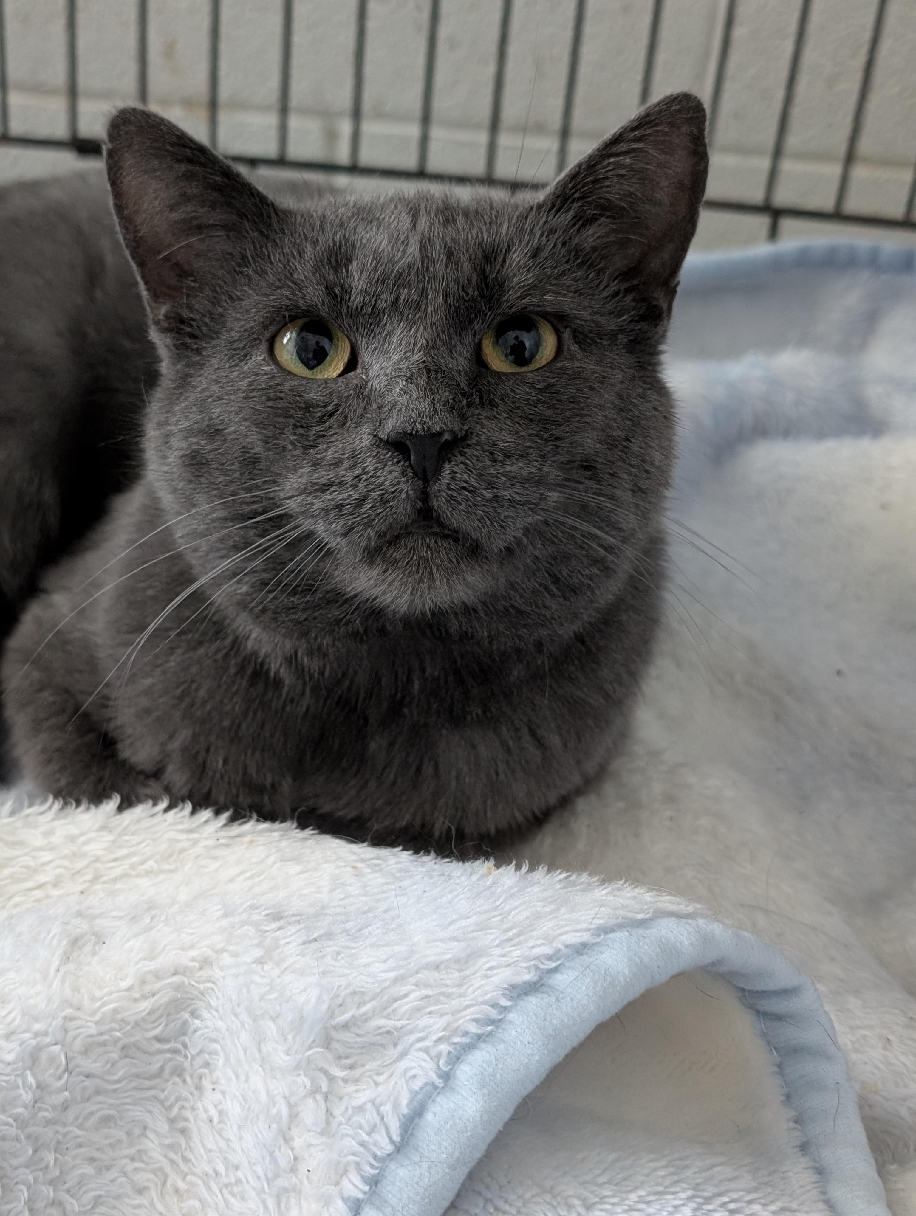 Enlarge Gray, a Adoptable Domestic Short Hair in Tilton, IL image 3/6