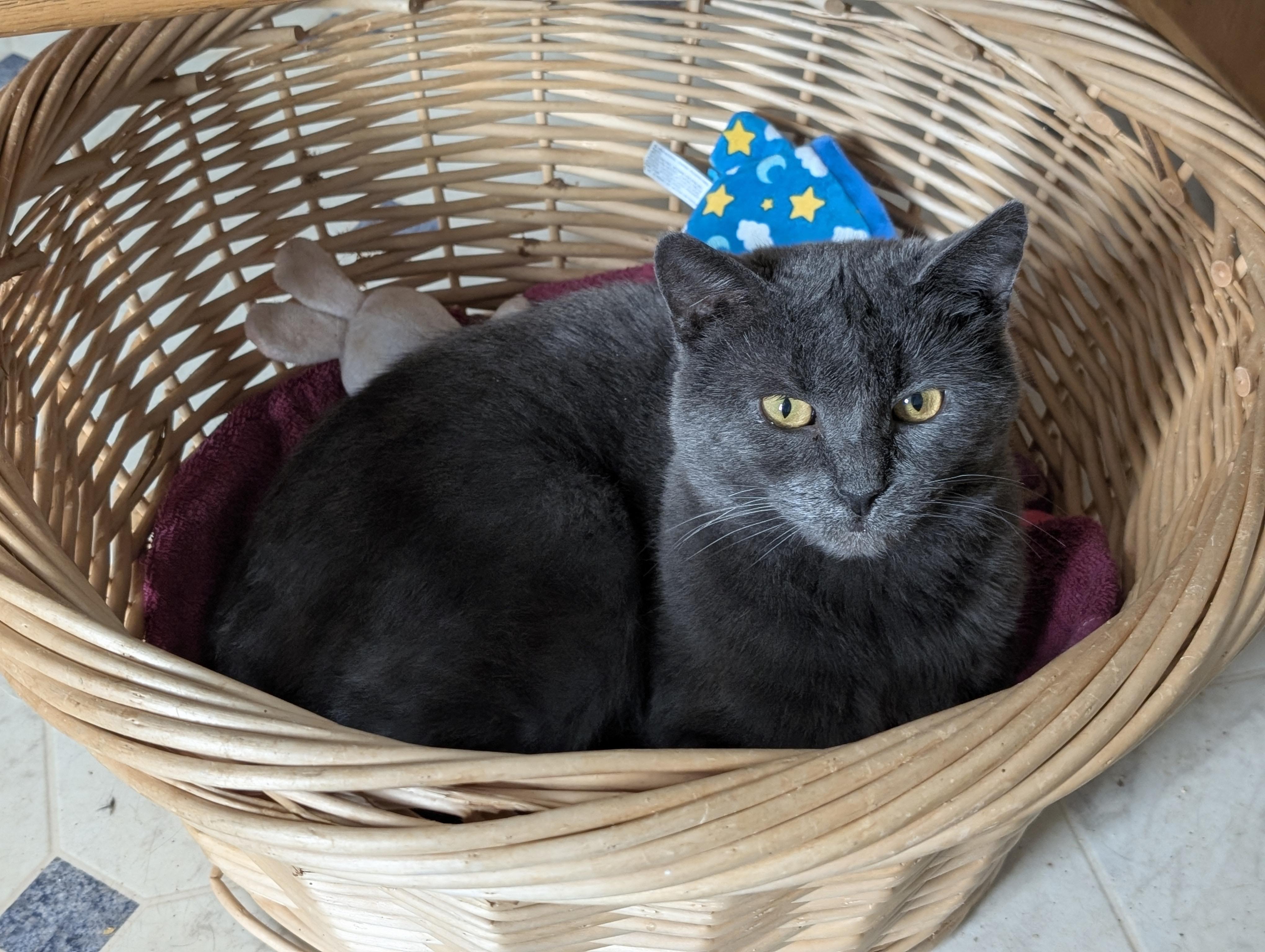 Enlarge Gray, a Adoptable Domestic Short Hair in Tilton, IL image 4/6