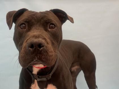 Disney, Adoptable, Adult Female Pit Bull Terrier & Mixed Breed.