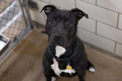 Enlarge Disney, a Adoptable mixed breed in Golden Valley, MN image 2/2