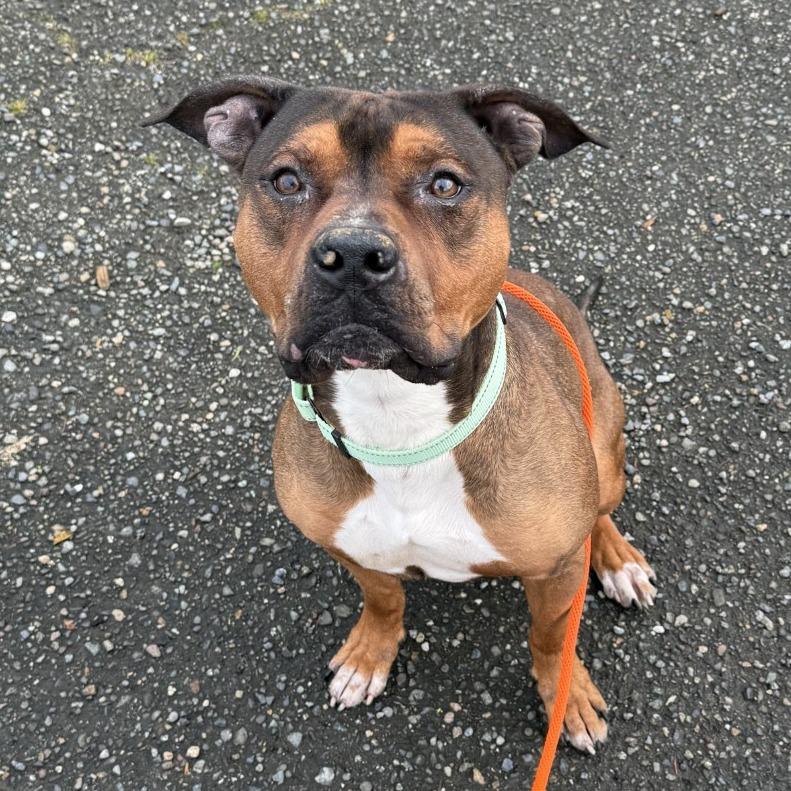 Wasabi, Adoptable, Adult Male Pit Bull Terrier.