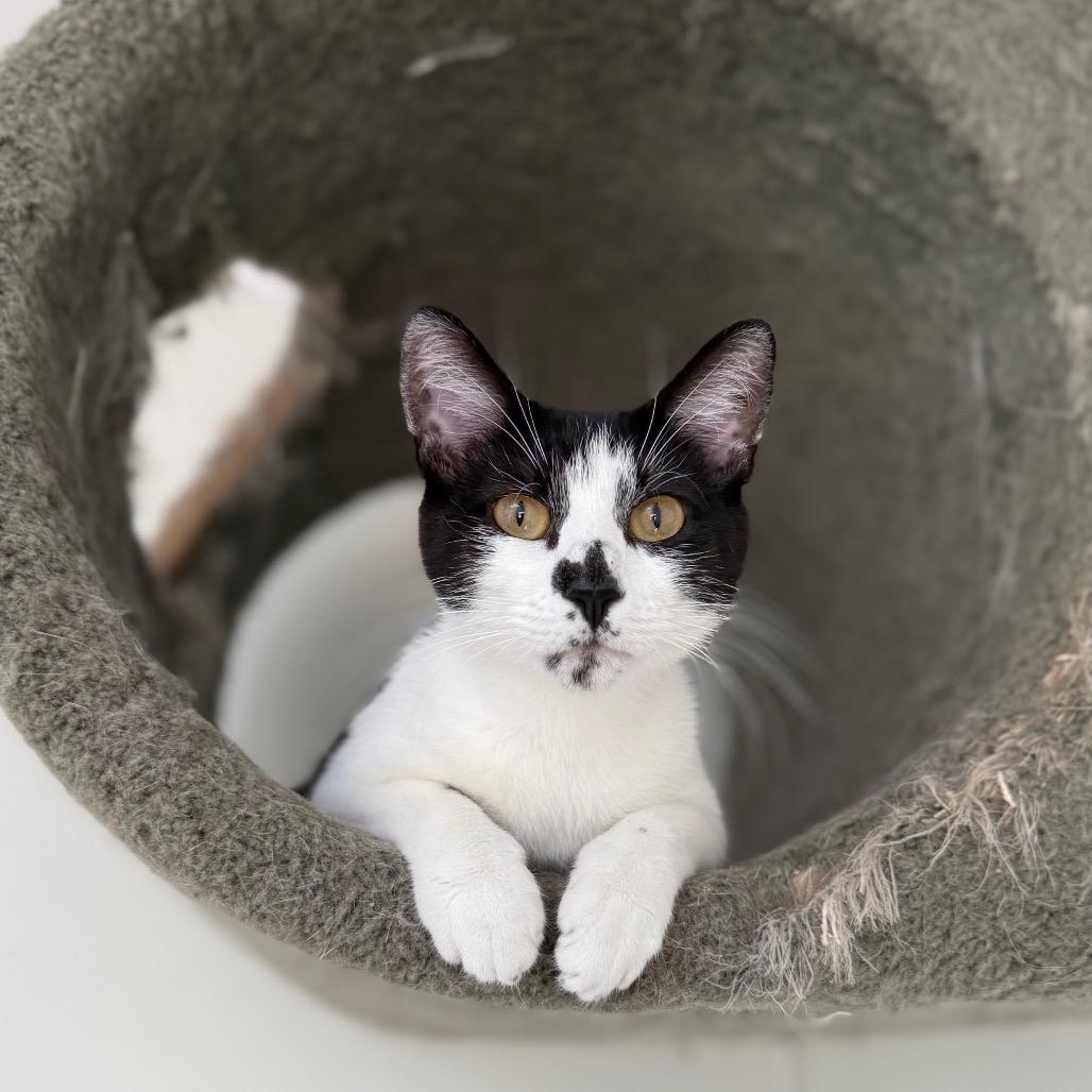 Enlarge Gloria, a Adoptable Domestic Medium Hair in Fort Bragg, CA image 1/4