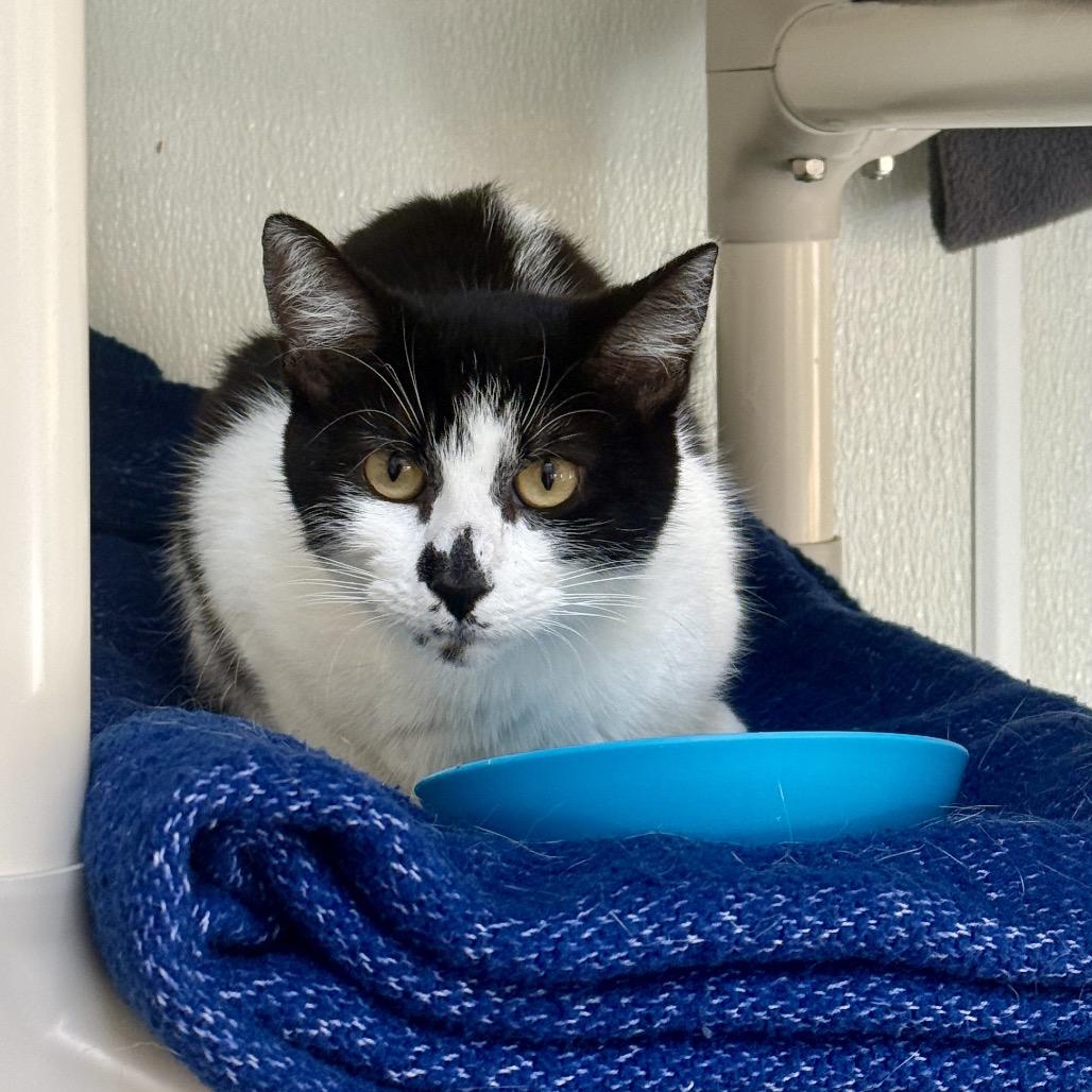 Enlarge Gloria, a Adoptable Domestic Medium Hair in Fort Bragg, CA image 1/1