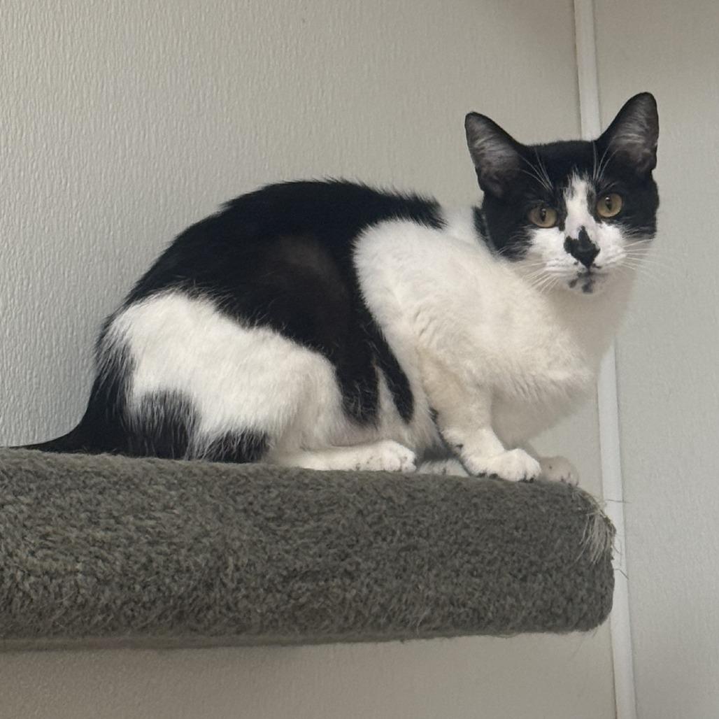 Gloria, a Adoptable Domestic Medium Hair in Fort Bragg, CA image 2/2