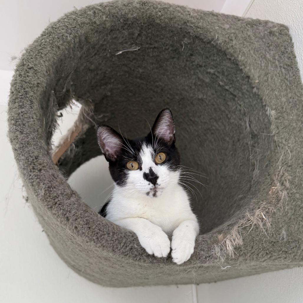 Enlarge Gloria, a Adoptable Domestic Medium Hair in Fort Bragg, CA image 4/4