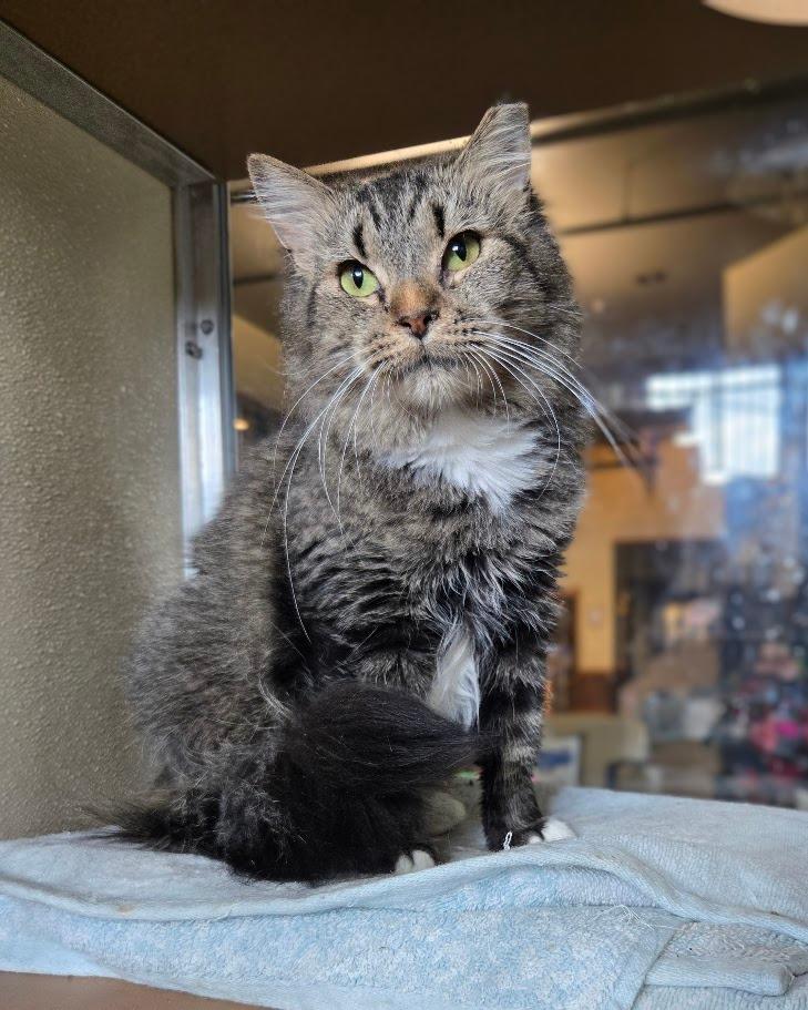 Enlarge Sky, a Adoptable mixed breed in Douglasville, GA image 1/1