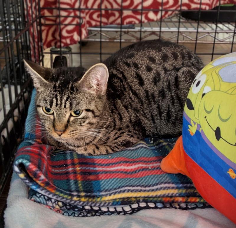 Coretta, a Adoptable Tabby in Ocala, FL image 1/3