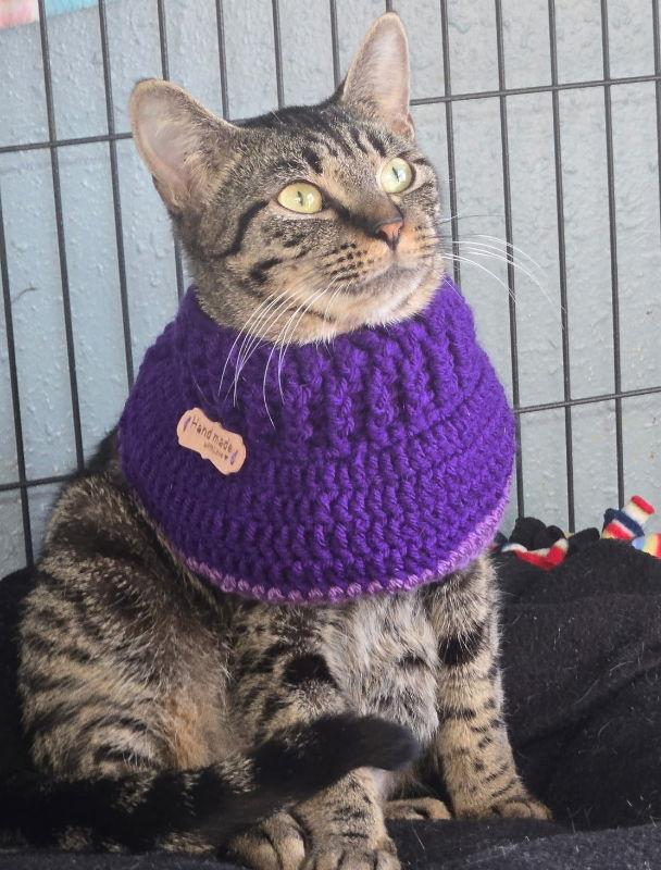 Coretta, a Adoptable Tabby in Ocala, FL image 2/3