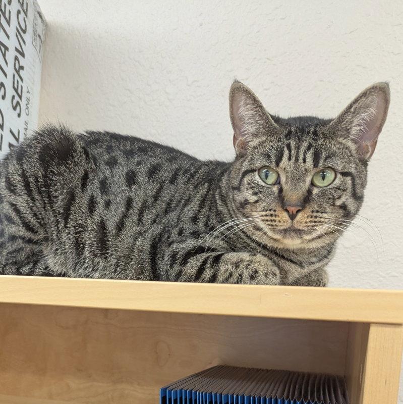 Enlarge Coretta, a Adoptable Tabby in Ocala, FL image 2/3