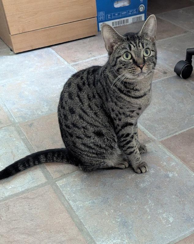 Coretta, a Adoptable Tabby in Ocala, FL image 3/3