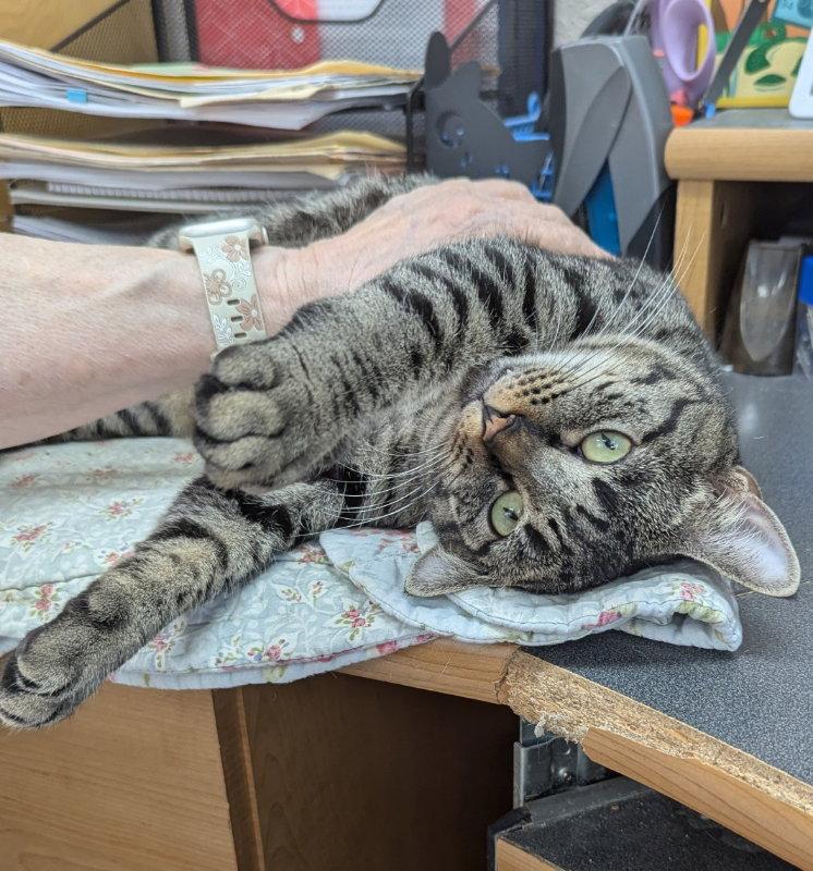 Enlarge Coretta, a Adoptable Tabby in Ocala, FL image 3/3