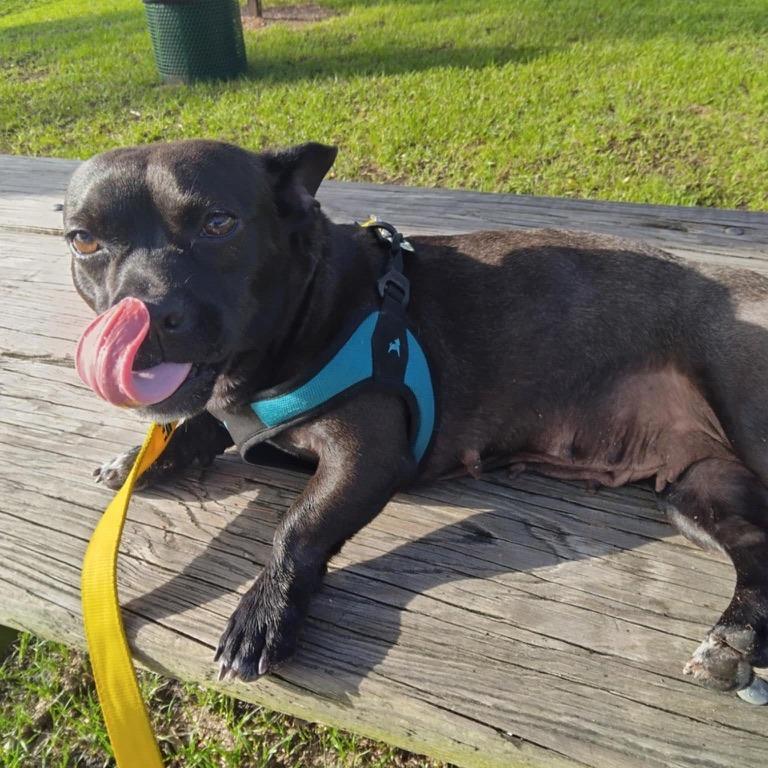 Gregoria, Adoptable, Adult Female Chihuahua.