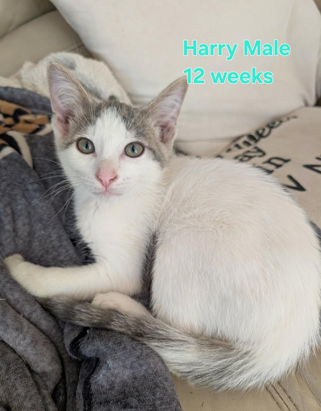 Lilibeth & Harry, Adoptable, Kitten Female Domestic Short Hair.