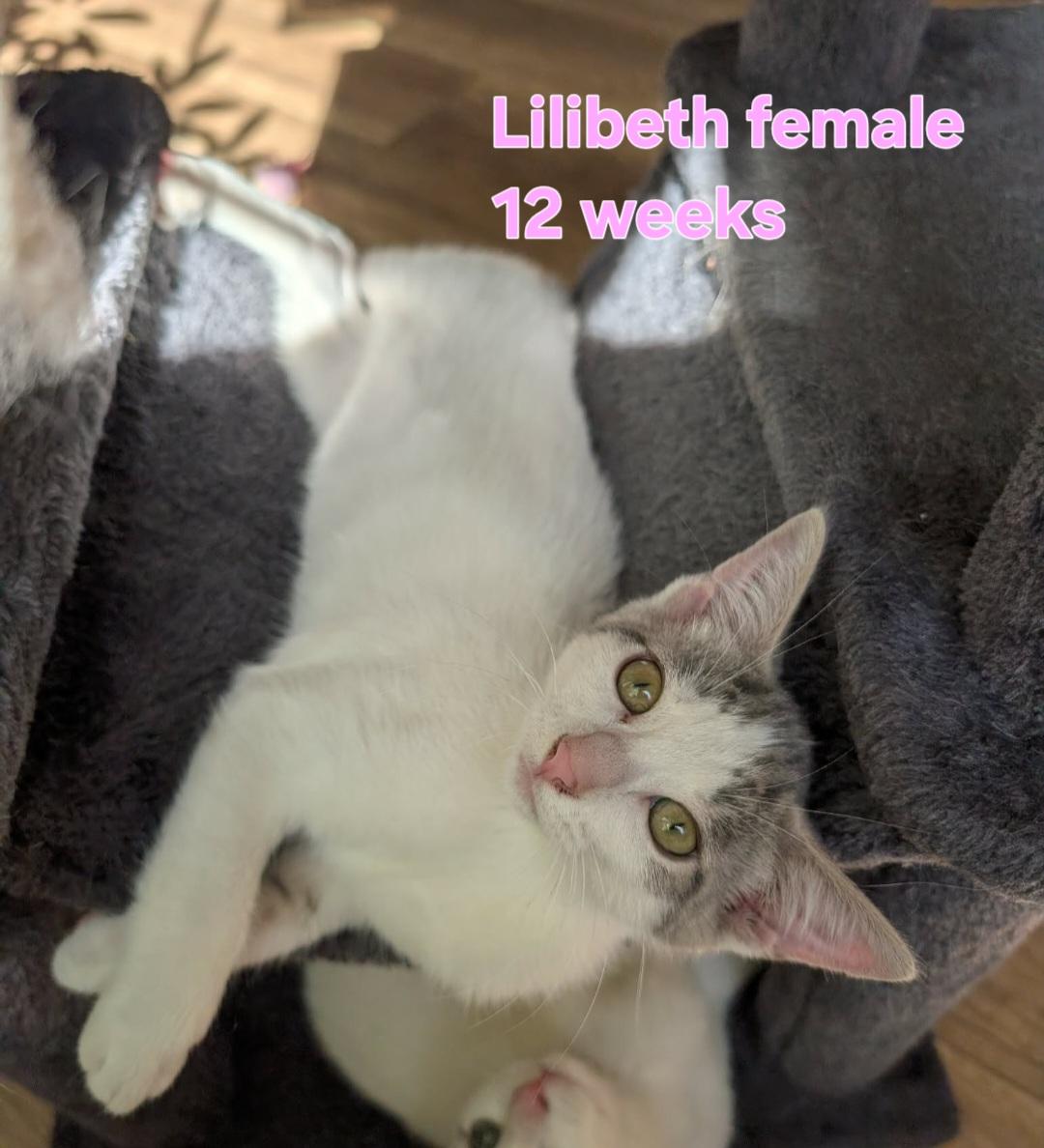 Enlarge Lilibeth & Harry, a Adopted Domestic Short Hair in Bristol, QC image 4/4