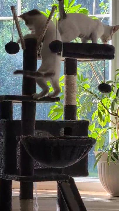 Enlarge Lilibeth & Harry, a Adopted Domestic Short Hair in Bristol, QC video 1/4