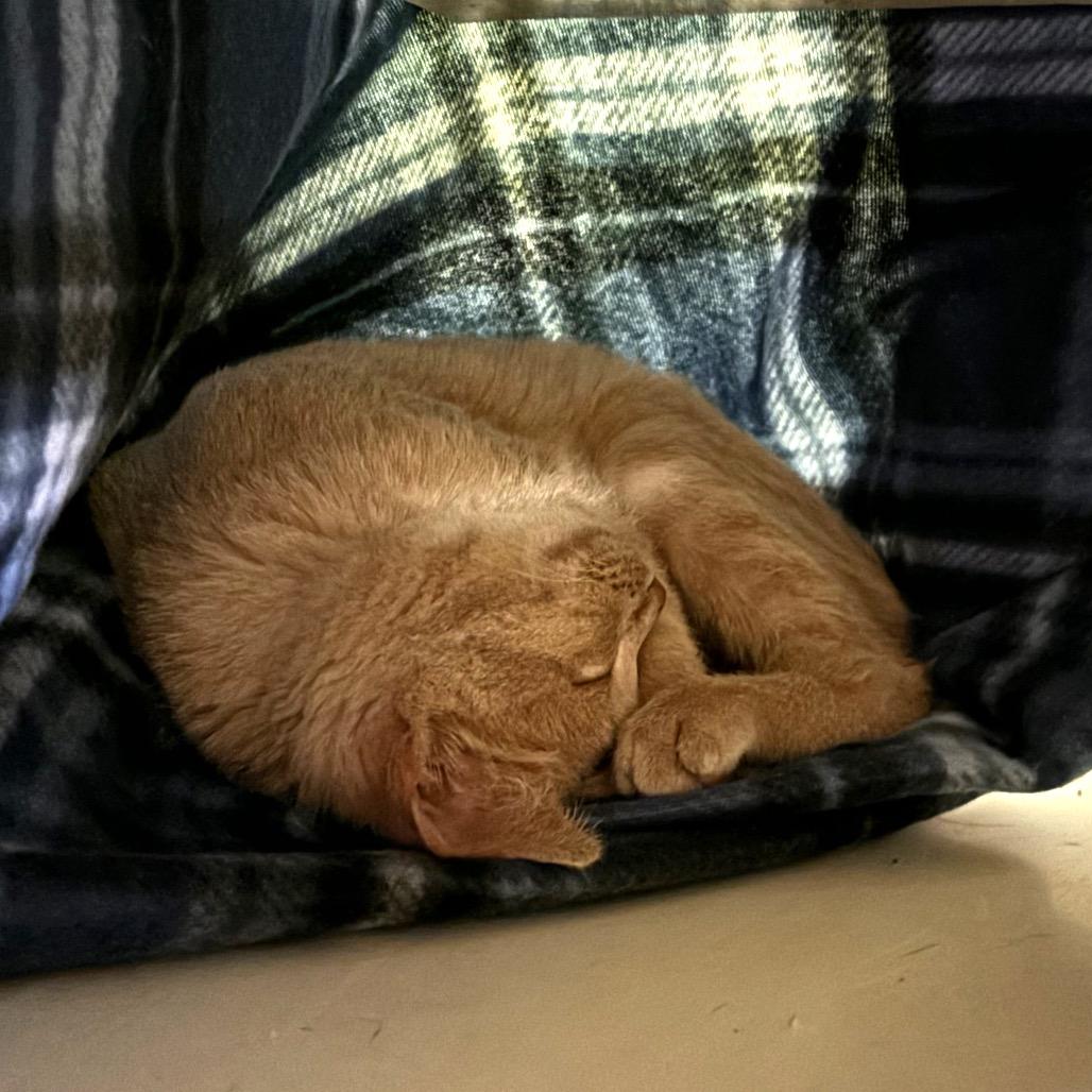 PEARL, Adoptable, Adult Female Domestic Short Hair & Domestic Short Hair.