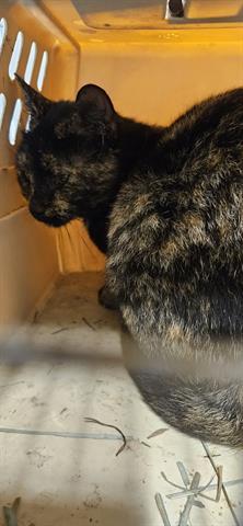 Enlarge UMA, a Adoptable Domestic Short Hair in San Martin, CA image 1/1