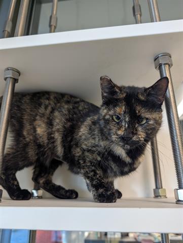 Enlarge UMA, a Adoptable Domestic Short Hair in San Martin, CA image 1/1