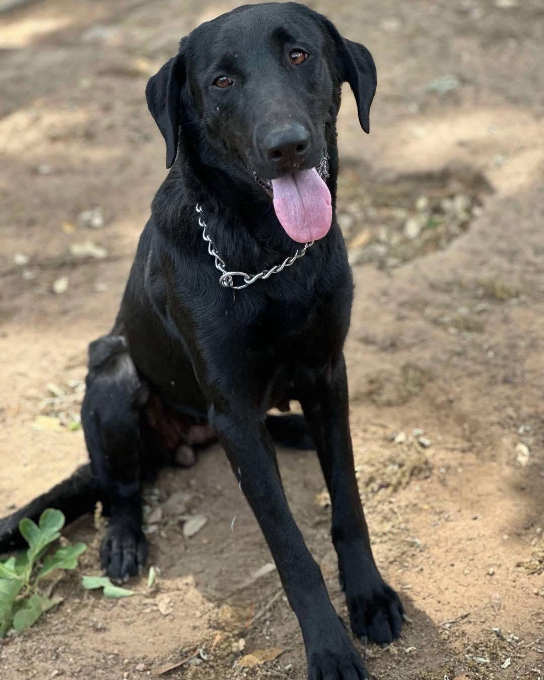 Claire, an adoptable Black Labrador Retriever in Brookshire, TX_image-1