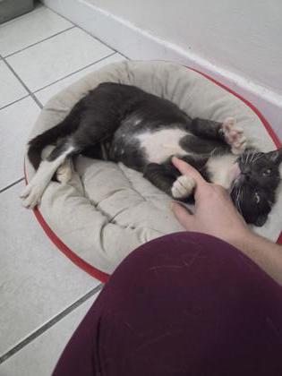 Zelda, Adoptable, Adult Female Domestic Short Hair & Domestic Short Hair.