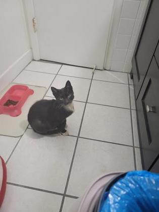 Zelda, a Adoptable mixed breed in Largo, FL image 2/3