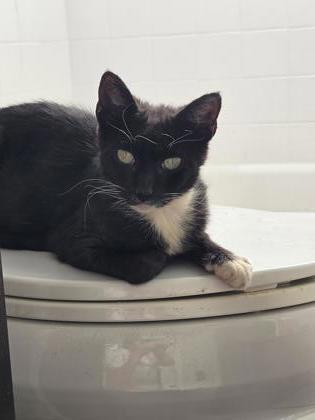 Zelda, a Adoptable mixed breed in Largo, FL image 3/3