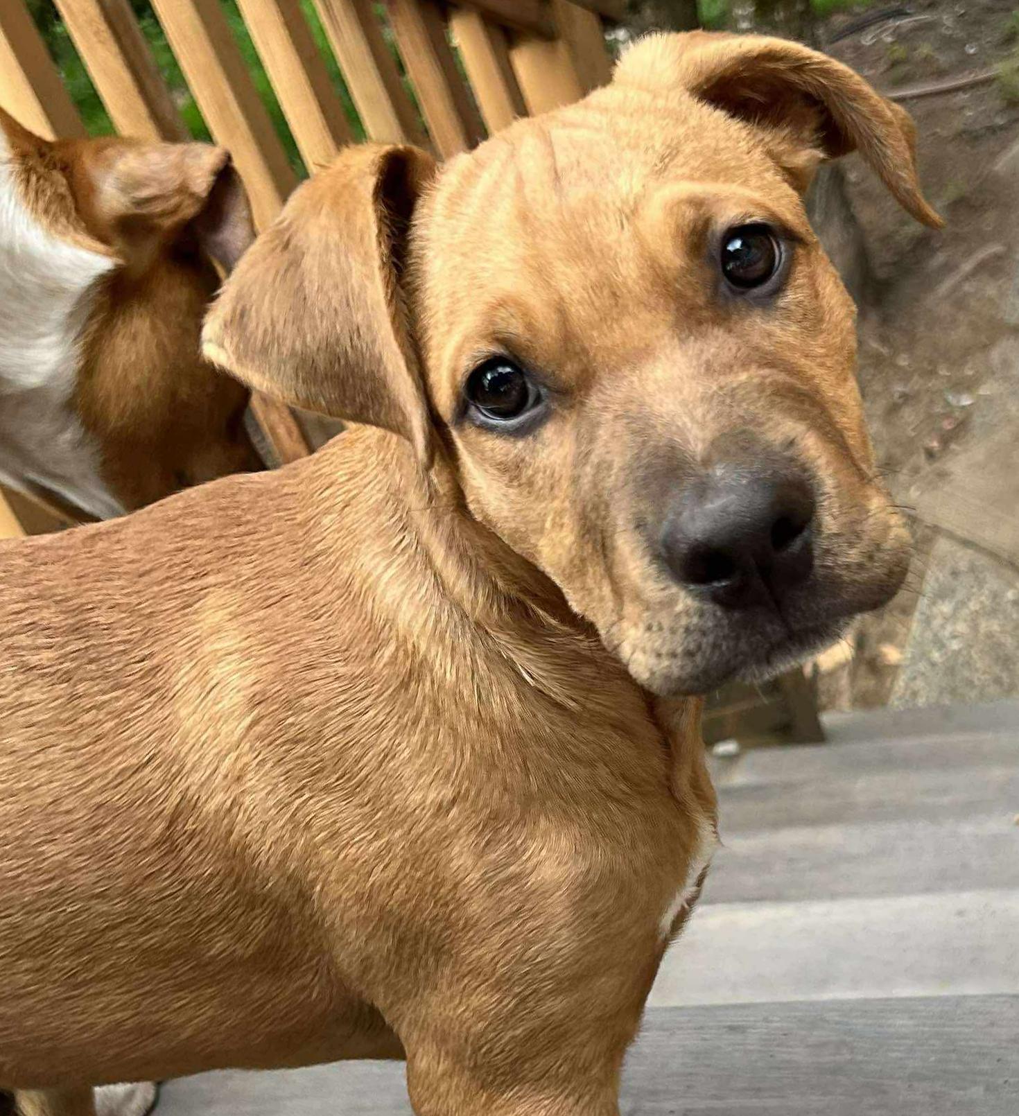 Gimlet (Cocktail Party litter)