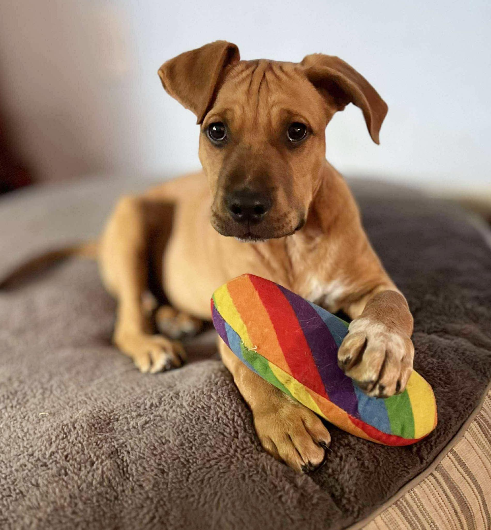 Gimlet (Cocktail Party litter)