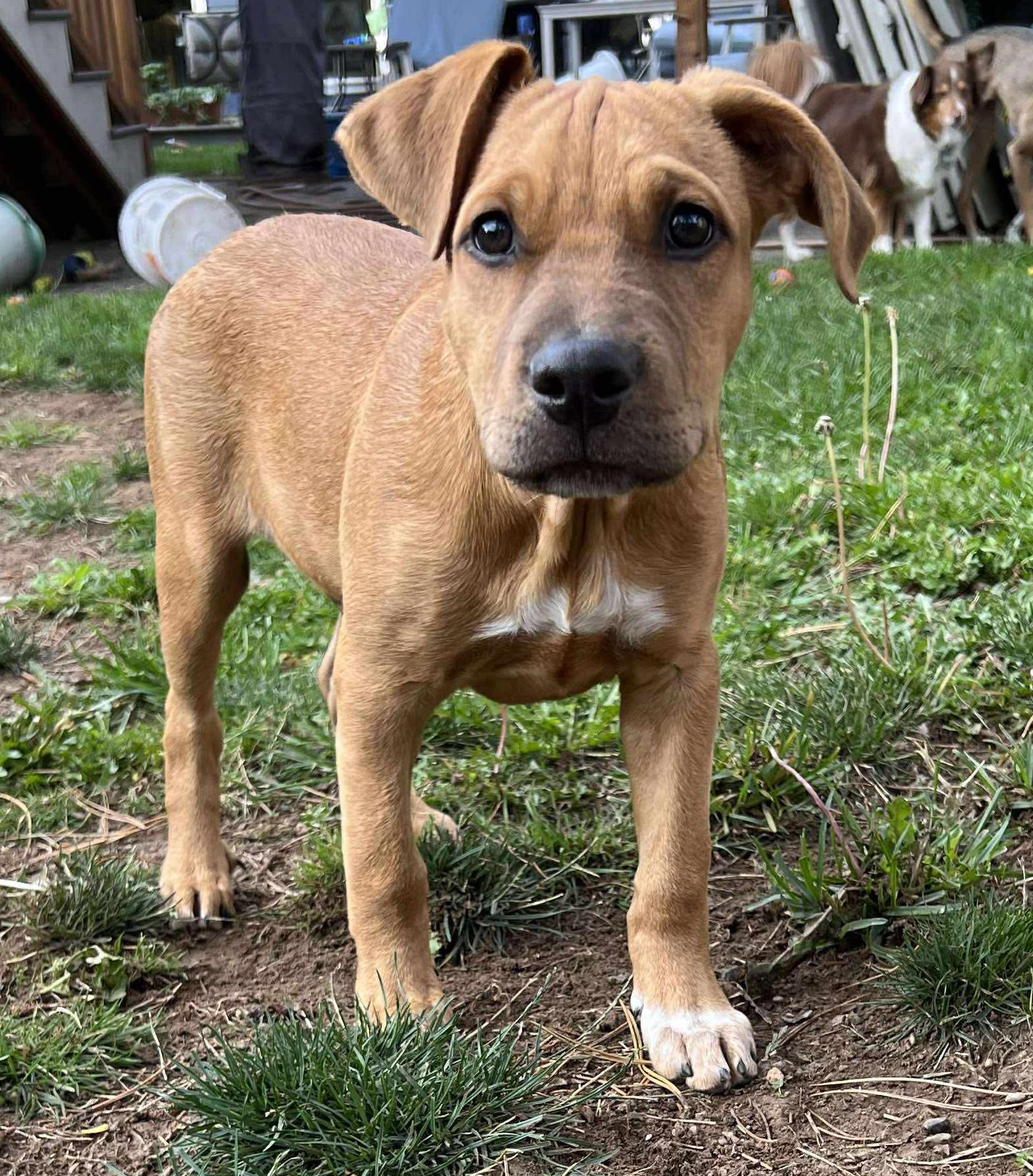 Gimlet (Cocktail Party litter)