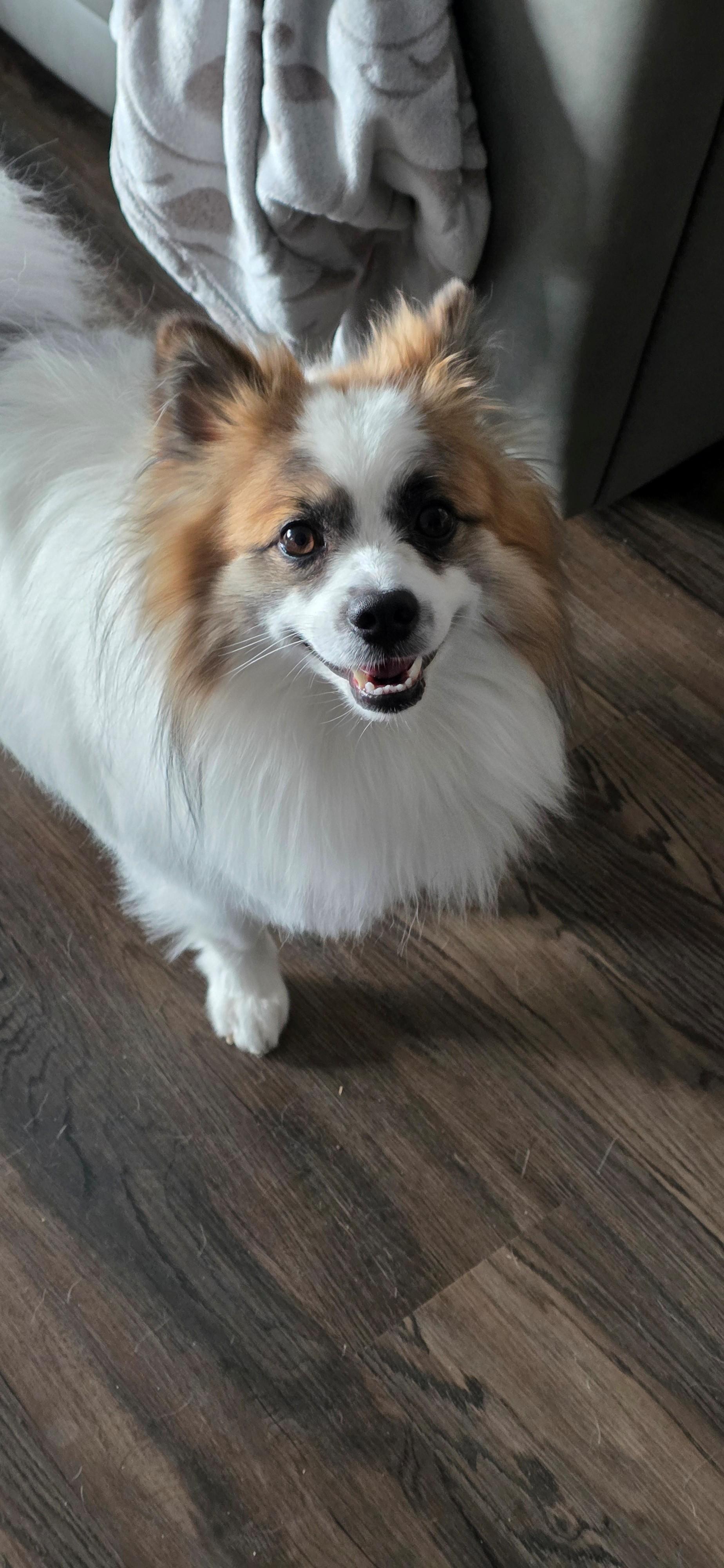 Enlarge Rocky, a ADOPTABLE Pomeranian in Brooks, AB image 3/4