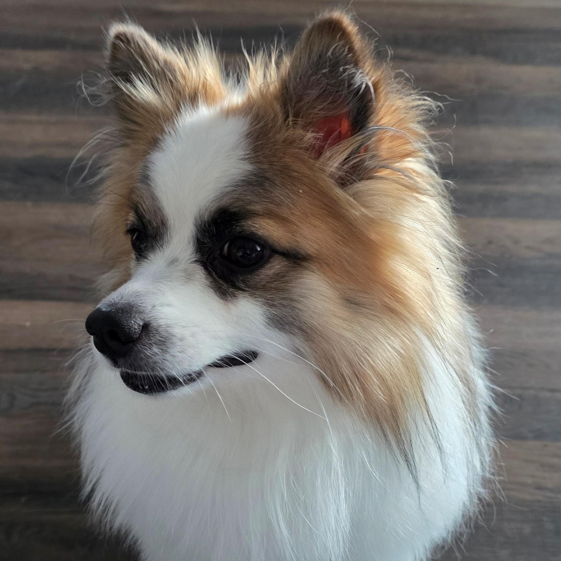 Rocky, ADOPTABLE, Adult Male Pomeranian.
