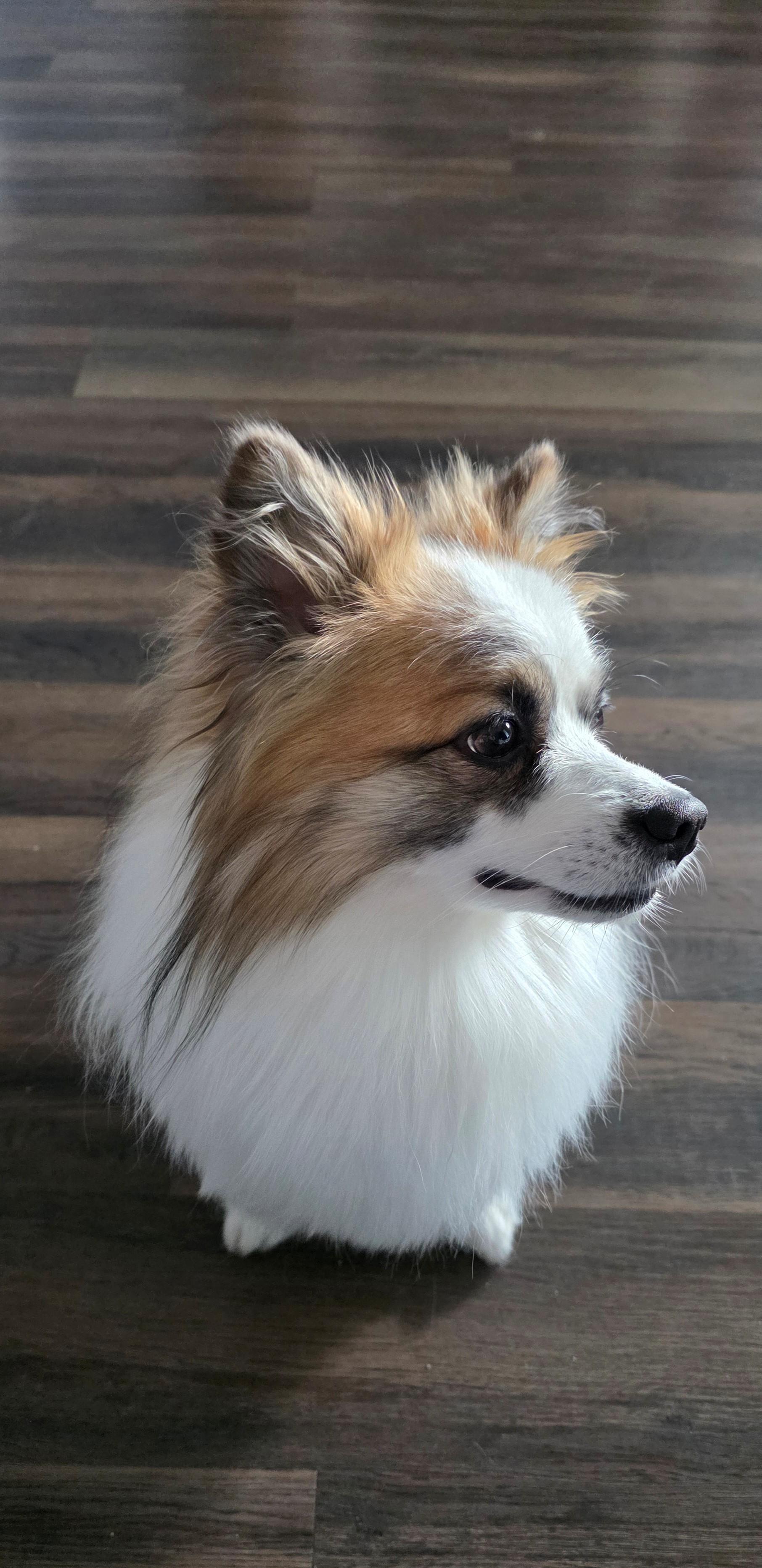 Enlarge Rocky, a ADOPTABLE Pomeranian in Brooks, AB image 2/4