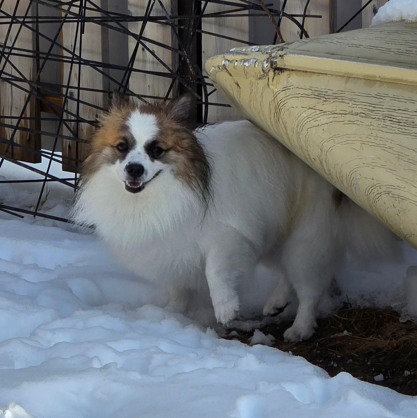 Enlarge Rocky, a ADOPTABLE Pomeranian in Brooks, AB image 4/4