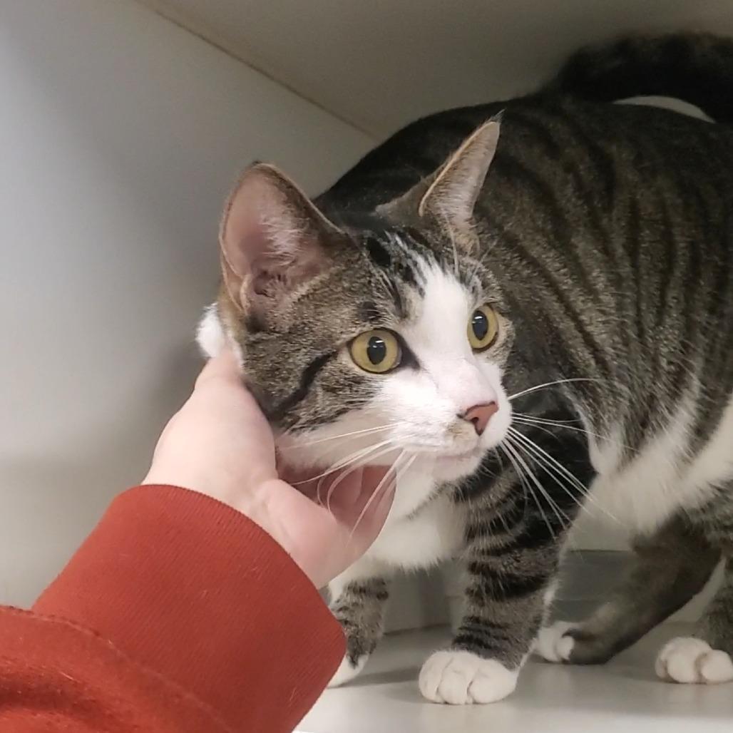 Enlarge Lizzie, a Adoptable Domestic Short Hair in Novelty, OH image 1/2