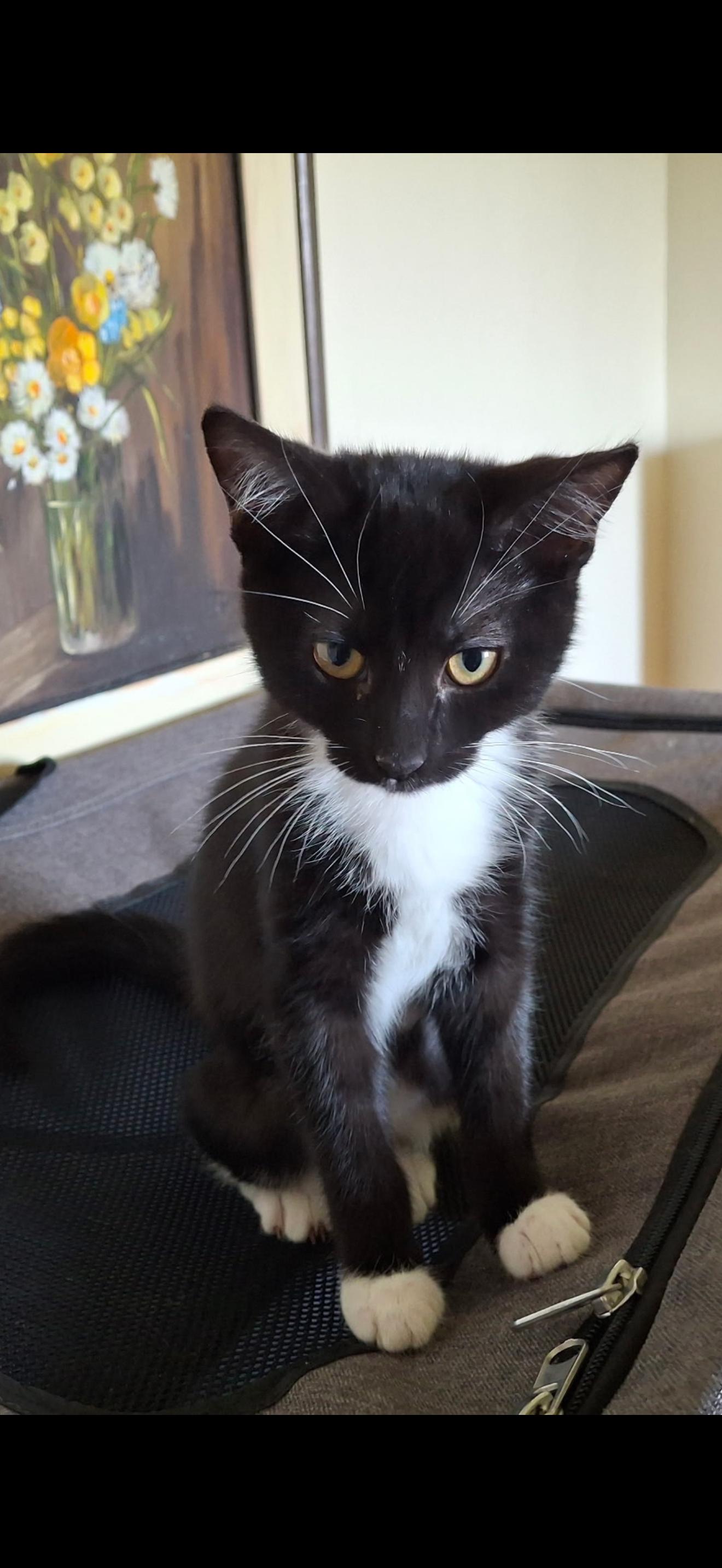 Jamie, Adoptable, Kitten Female Domestic Short Hair.