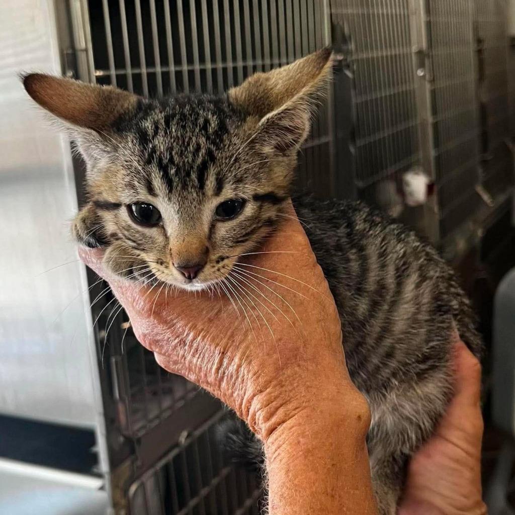 Fiddy Cent, Adoptable, Kitten Male Domestic Short Hair.