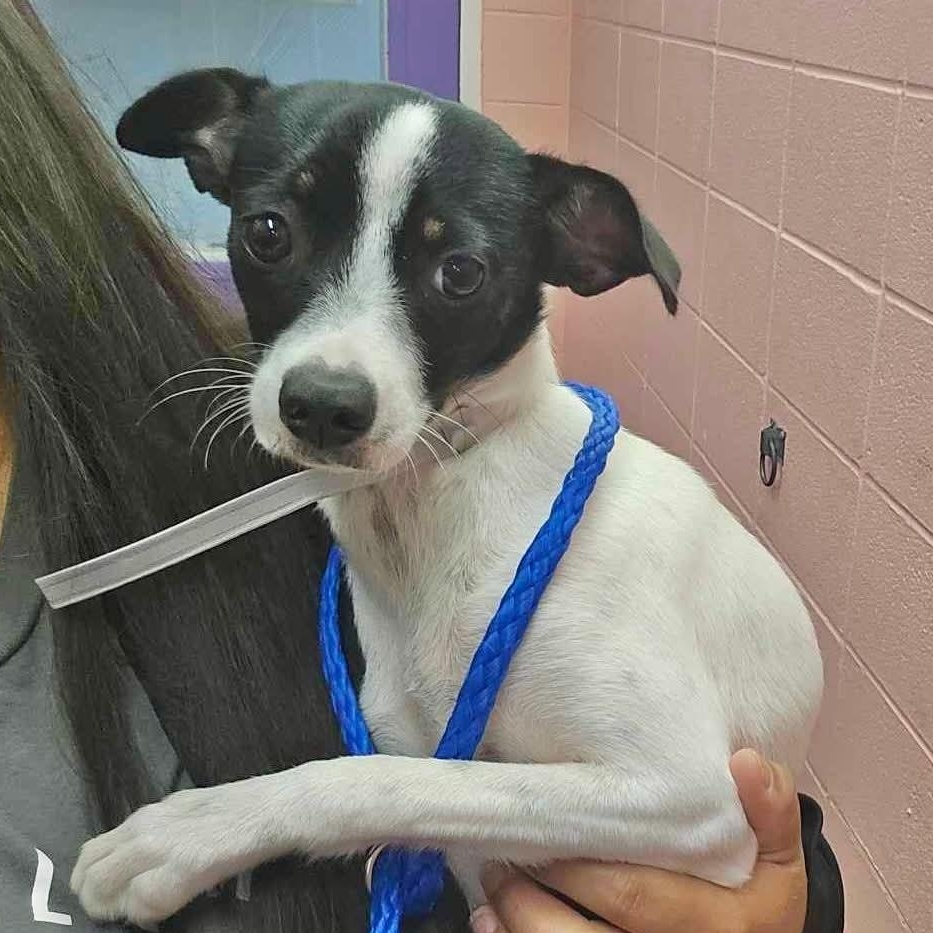 Layla, Adopted, Young Female Chihuahua & Jack Russell Terrier.