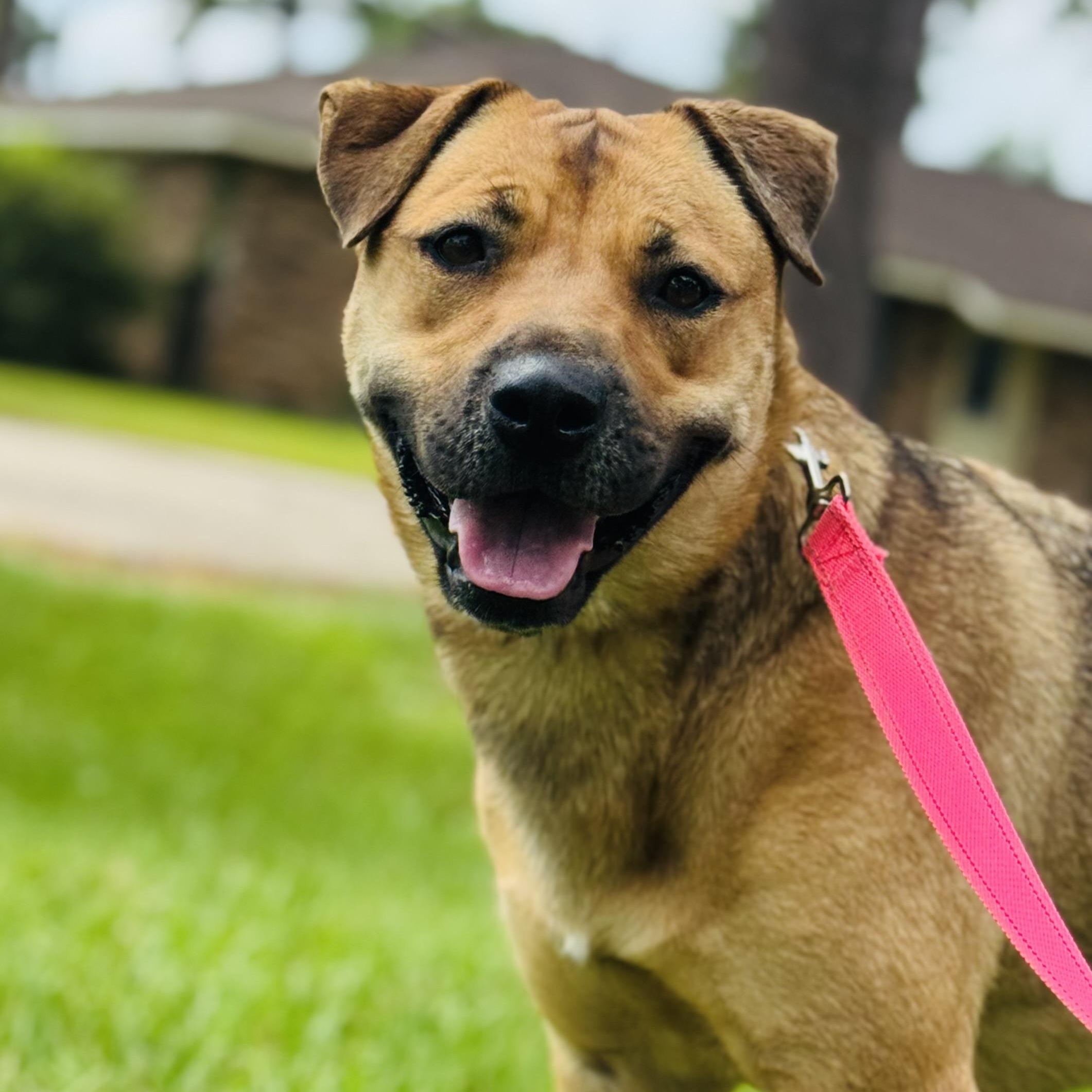 Briley Shar-Pei Dog