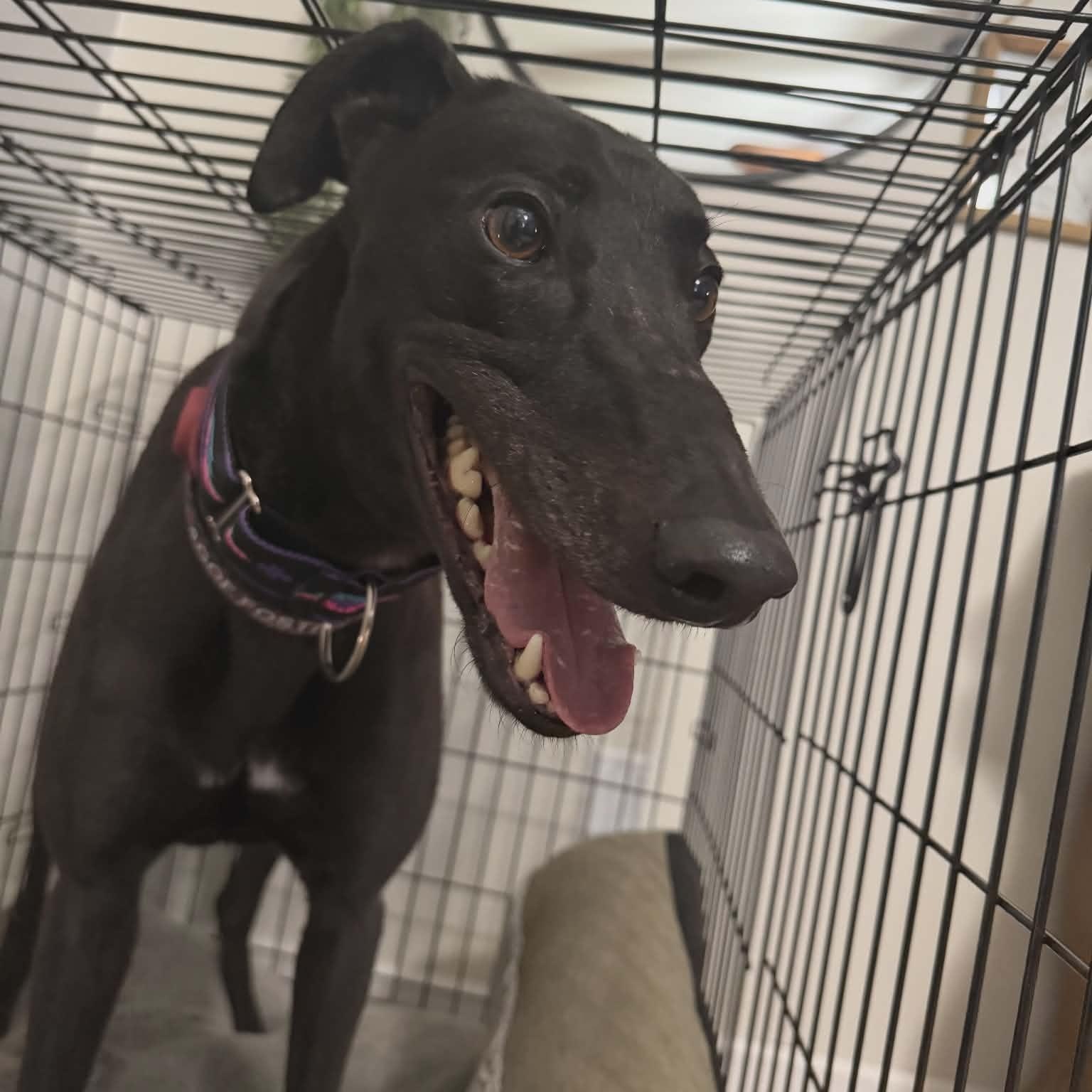 Enlarge Punk Rock Eclipse (Sunny), a ADOPTABLE Greyhound in North Port, FL image 4/4