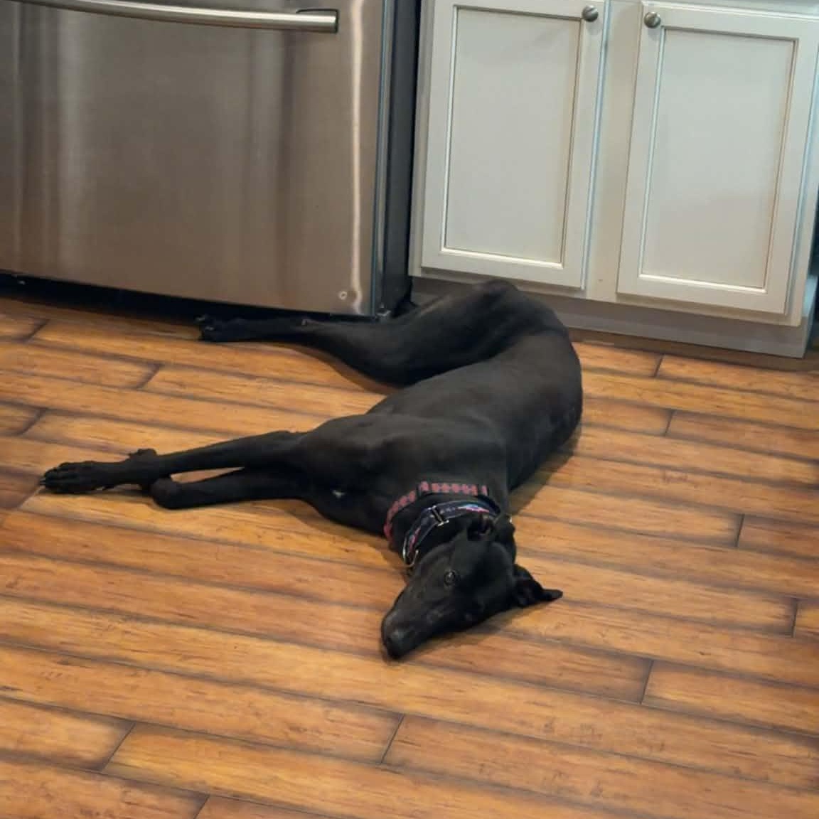 Enlarge Punk Rock Eclipse (Sunny), a ADOPTABLE Greyhound in North Port, FL image 3/4