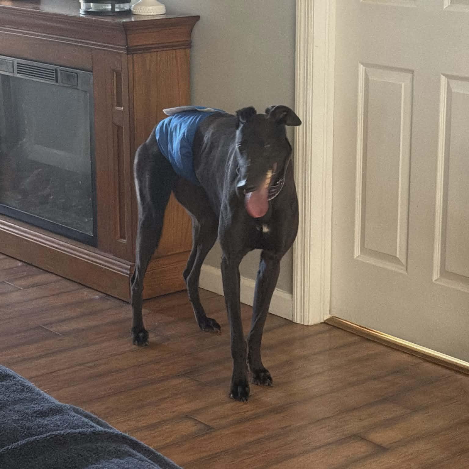 Enlarge Punk Rock Eclipse (Sunny), a ADOPTABLE Greyhound in North Port, FL image 2/4