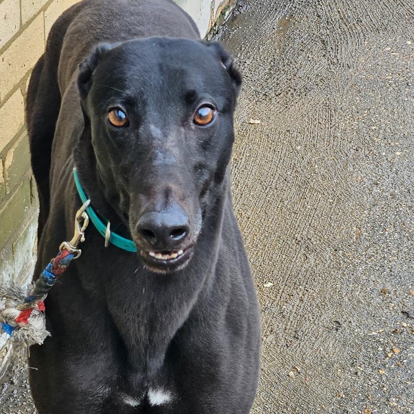 Punk Rock Eclipse (Sunny), ADOPTABLE, Adult Male Greyhound.