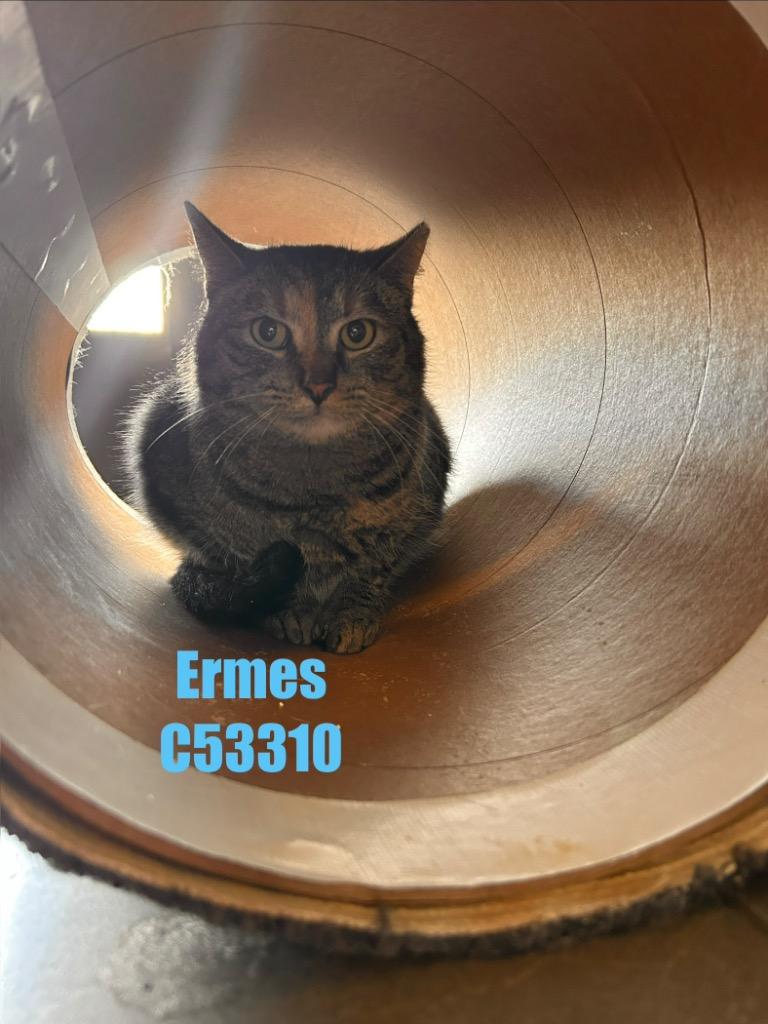 Enlarge Ermes, a Adoptable mixed breed in Clarksville, TN image 1/1