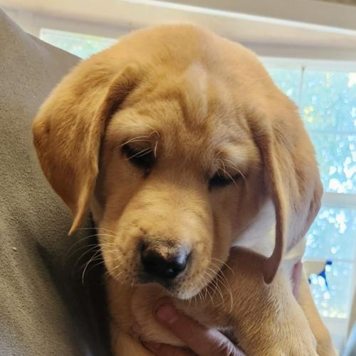 Arlo (#418), Adoptable, Puppy Male Yellow Labrador Retriever.