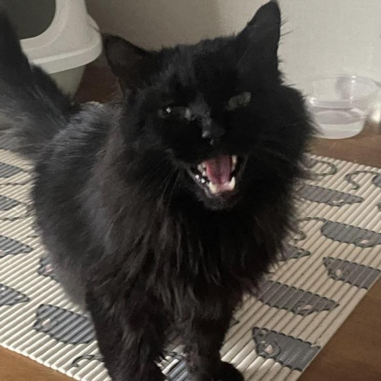 Enlarge Bear 4, a Adoptable Domestic Long Hair in Winchester, VA image 1/1