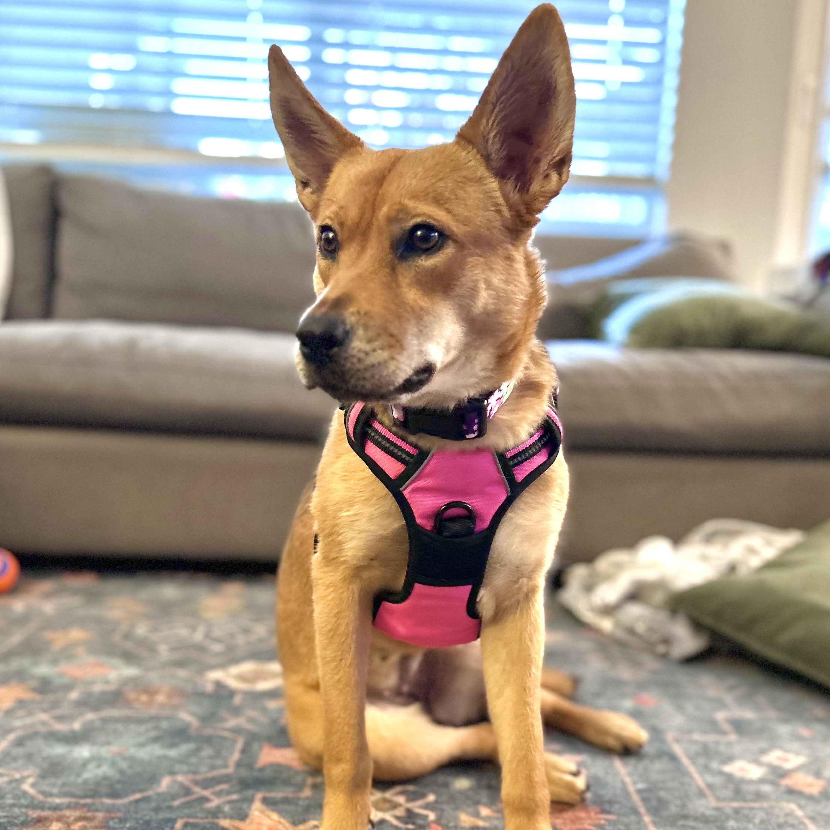 Enlarge Gigi, a Adoptable mixed breed in Santa Ana, CA image 1/6