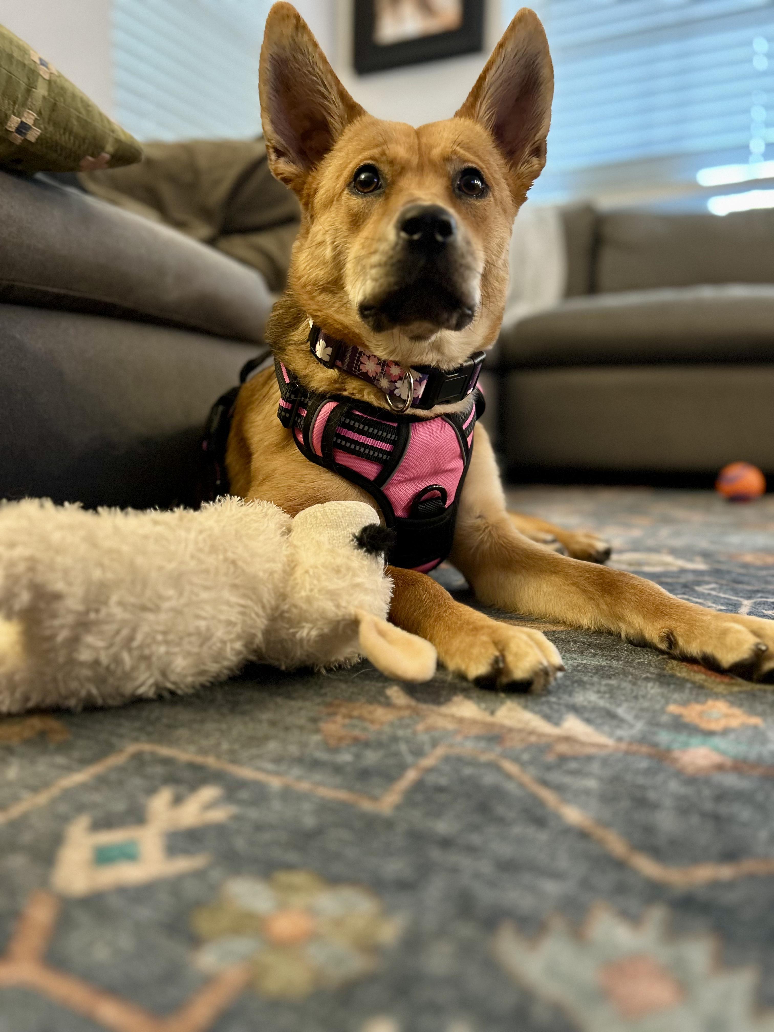 Enlarge Gigi, a Adoptable mixed breed in Santa Ana, CA image 5/6