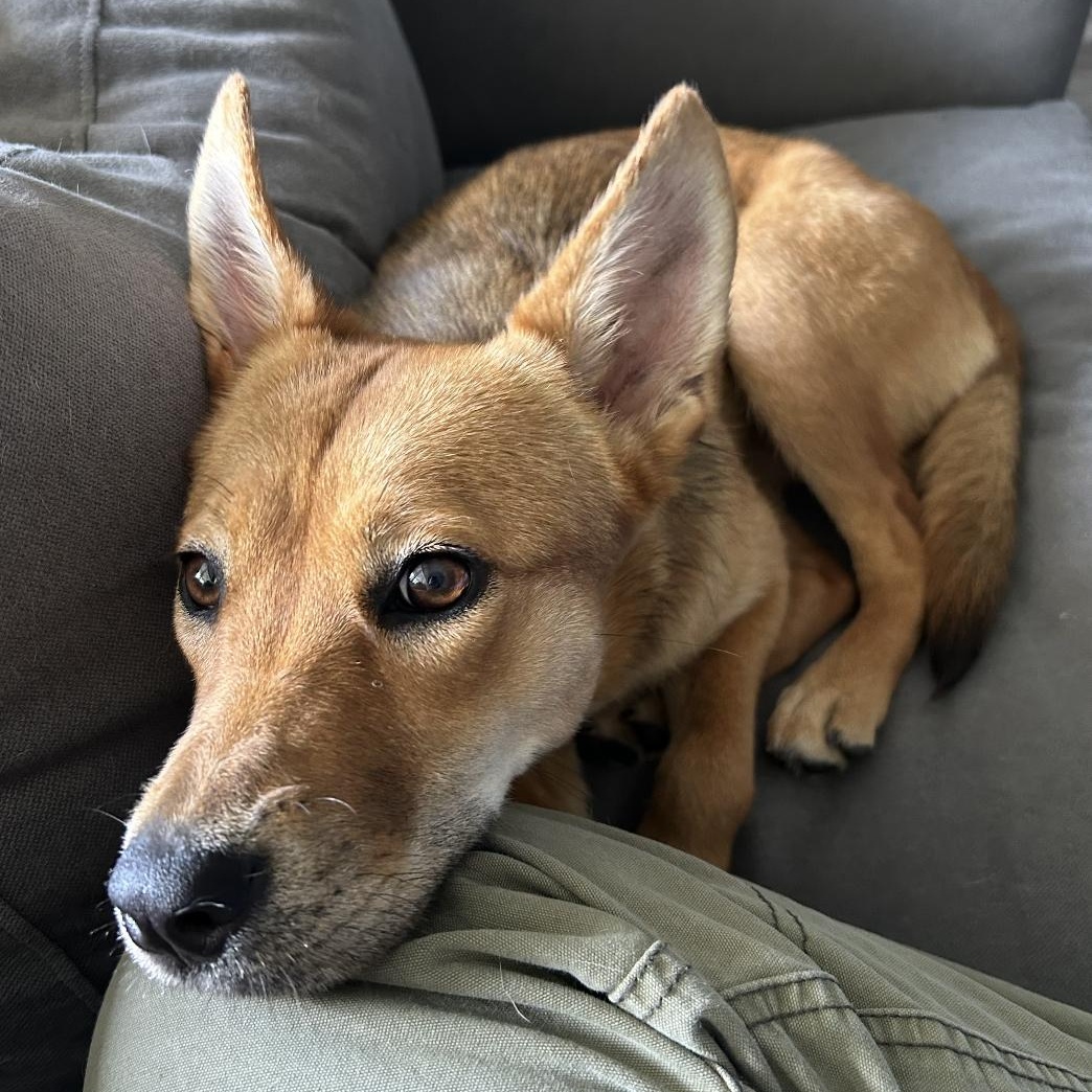 Gigi, Adoptable, Young Female German Shepherd Dog.