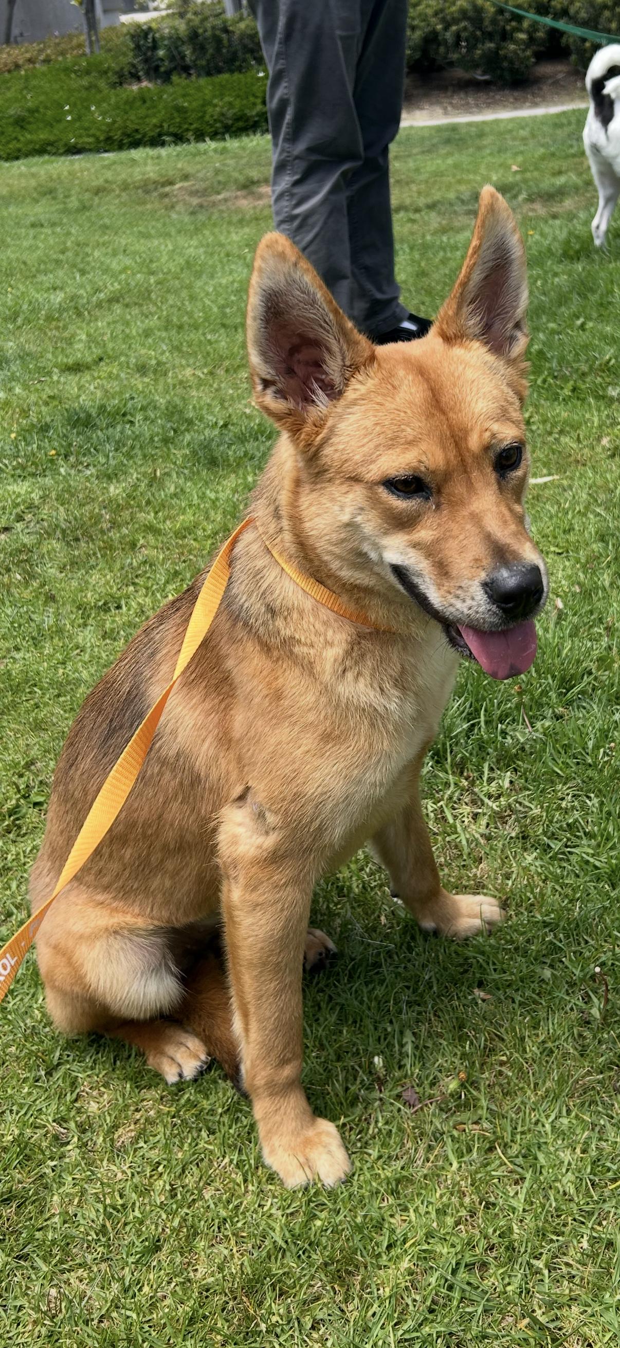 Enlarge Gigi, a Adoptable mixed breed in Santa Ana, CA image 4/6