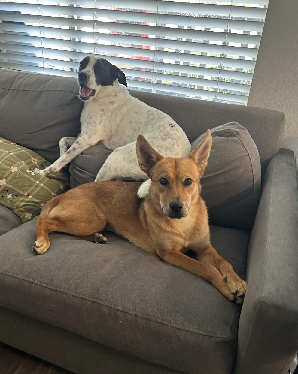 Enlarge Gigi, a Adoptable mixed breed in Santa Ana, CA image 5/6